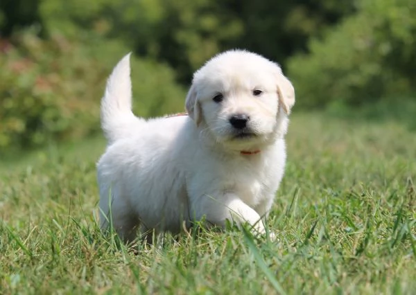 Golden retriever cuccioli