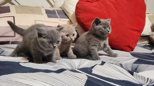 Cucciola British Shortair