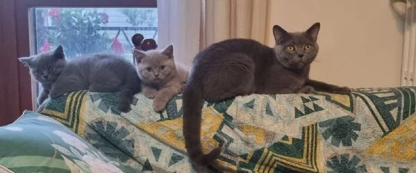 Cucciola British Shortair | Foto 3