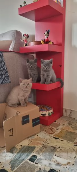 Cucciola British Shortair | Foto 2