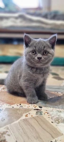 Cucciola British Shortair | Foto 1