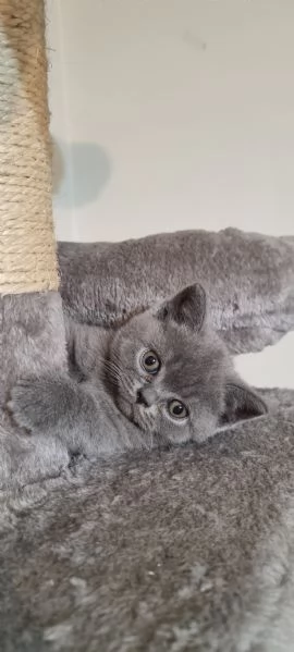 Cucciola British Shortair | Foto 0