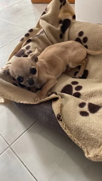 Chihuahua maschio piccolissimo 