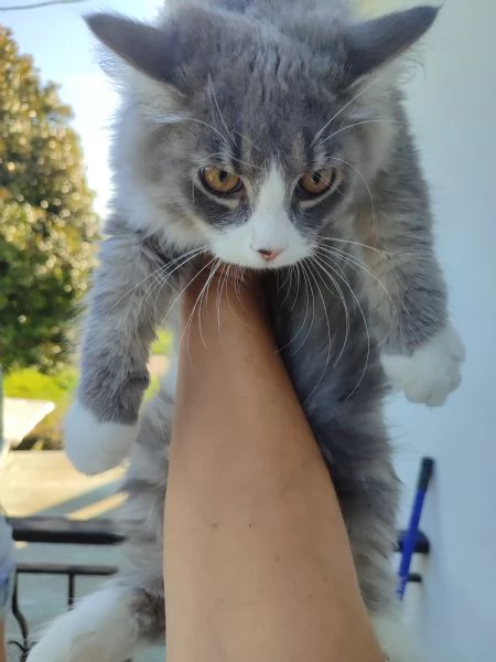 Gattini siberiani  | Foto 6