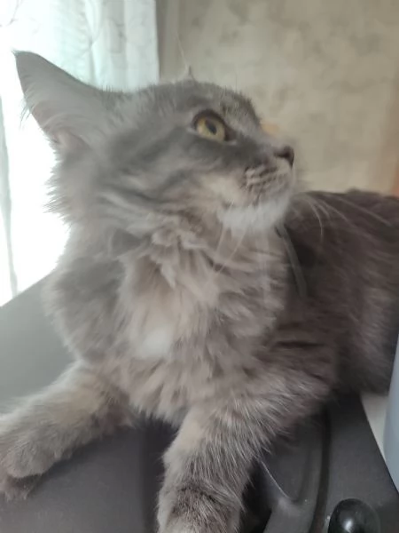 Gattini siberiani  | Foto 5