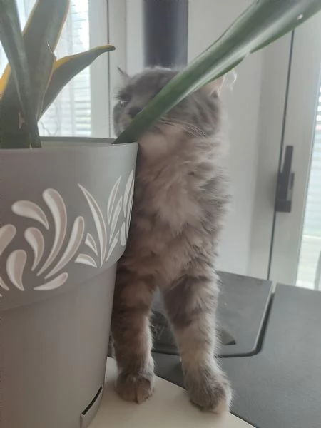 Gattini siberiani  | Foto 4