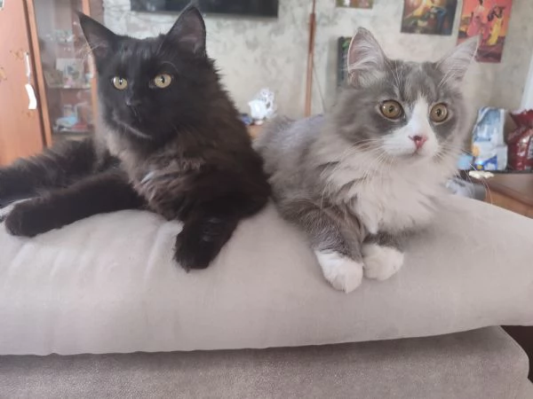 Gattini siberiani  | Foto 3