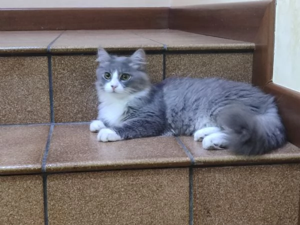 Gattini siberiani  | Foto 2