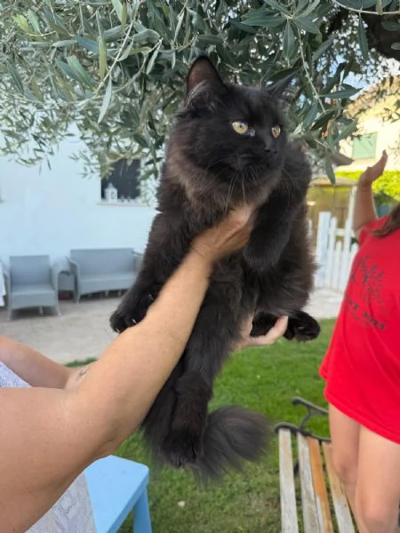 Gattini siberiani  | Foto 1