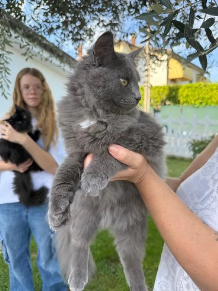 Gattini siberiani  | Foto 0