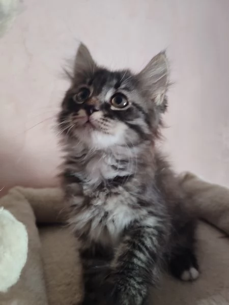 splendidi cuccioli gatti siberiani con pedegree anfi