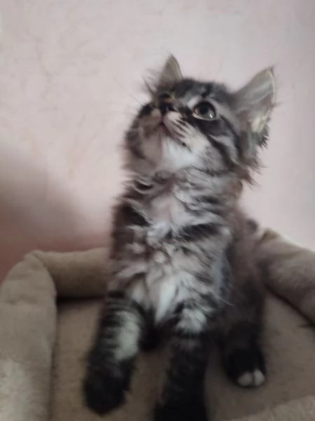 splendidi cuccioli gatti siberiani con pedegree anfi | Foto 2