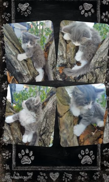 splendidi cuccioli gatti siberiani con pedegree anfi | Foto 1