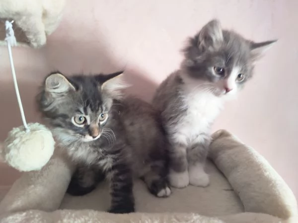 splendidi cuccioli gatti siberiani con pedegree anfi | Foto 0