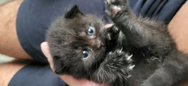 2 cuccioli british shorthair maschi chocolate