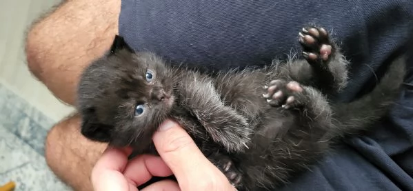 2 cuccioli british shorthair maschi chocolate | Foto 4