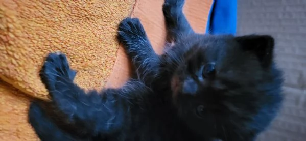 2 cuccioli british shorthair maschi chocolate | Foto 3