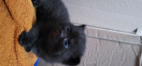 2 cuccioli british shorthair maschi chocolate | Foto 2