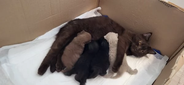 2 cuccioli british shorthair maschi chocolate | Foto 1