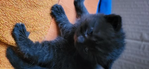 2 cuccioli british shorthair maschi chocolate | Foto 0