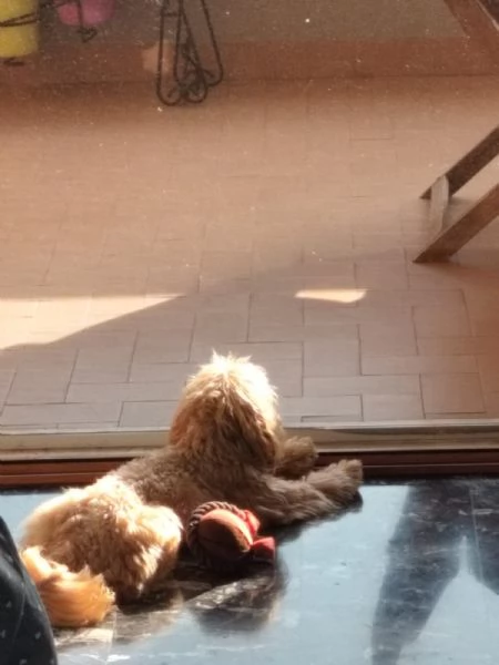 Maltipoo affettuoso e giocherellone | Foto 0