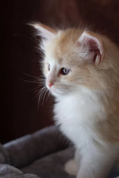 NORVEGESE DELLE FORESTE