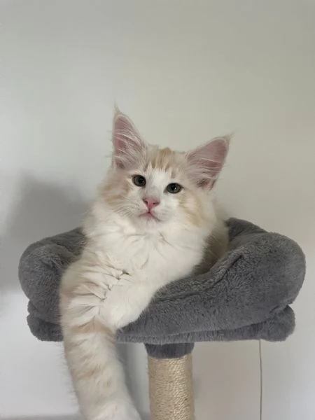 NORVEGESE DELLE FORESTE | Foto 2