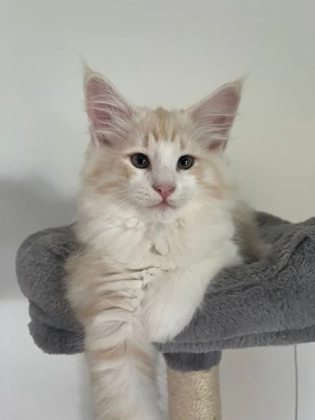 NORVEGESE DELLE FORESTE | Foto 1