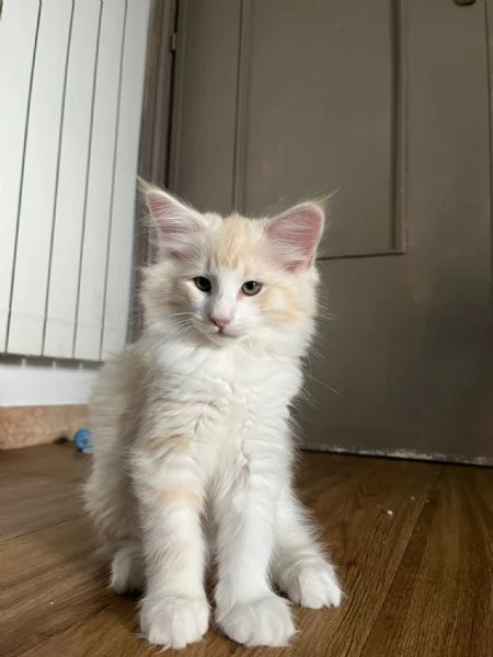 NORVEGESE DELLE FORESTE | Foto 0