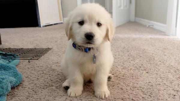 REGALO GOLDEN RETRIEVER  | Foto 0