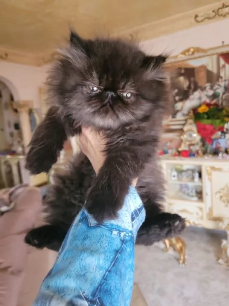 Si vende gattino nero persiano a pelo lungo. | Foto 2