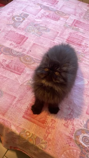 Si vende gattino nero persiano a pelo lungo. | Foto 1