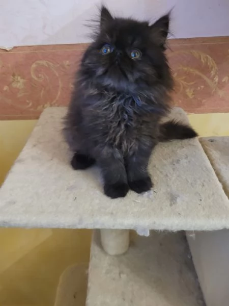 Si vende gattino nero persiano a pelo lungo.