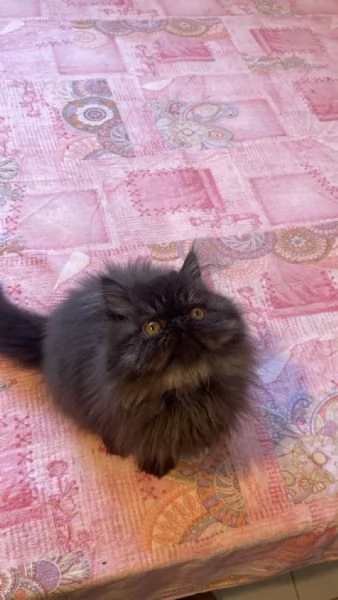 Si vende gattino nero persiano a pelo lungo. | Foto 0