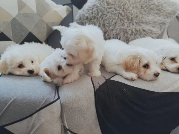 Vendo cuccioli maltesi 