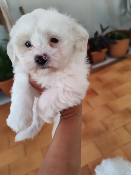 Vendo cuccioli maltesi  | Foto 3