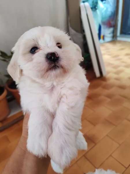Vendo cuccioli maltesi  | Foto 2
