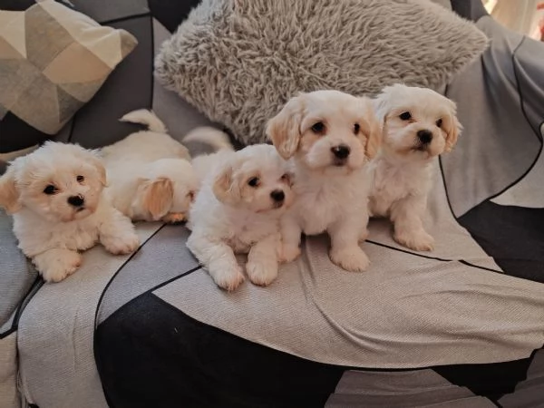 Vendo cuccioli maltesi  | Foto 1