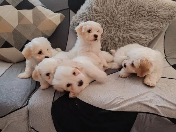 Vendo cuccioli maltesi  | Foto 0