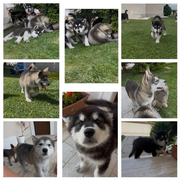 Cuccioli di Alaskan Malamute | Foto 2