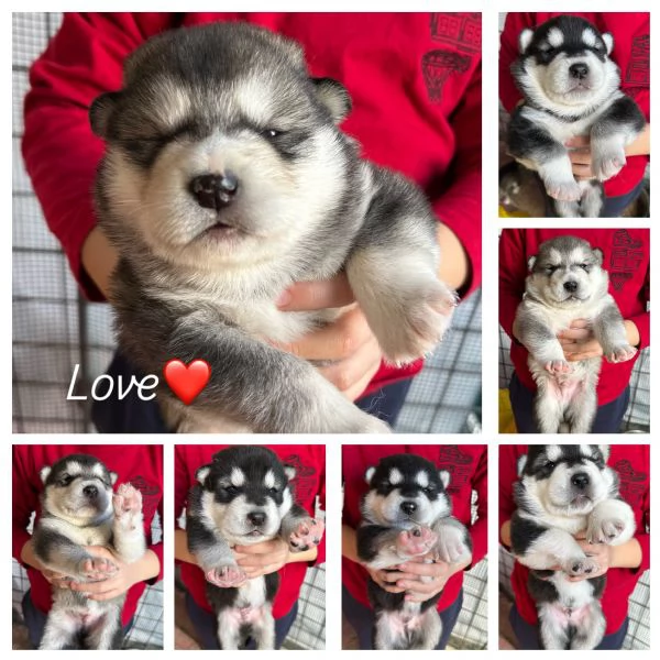 Cuccioli di Alaskan Malamute | Foto 1