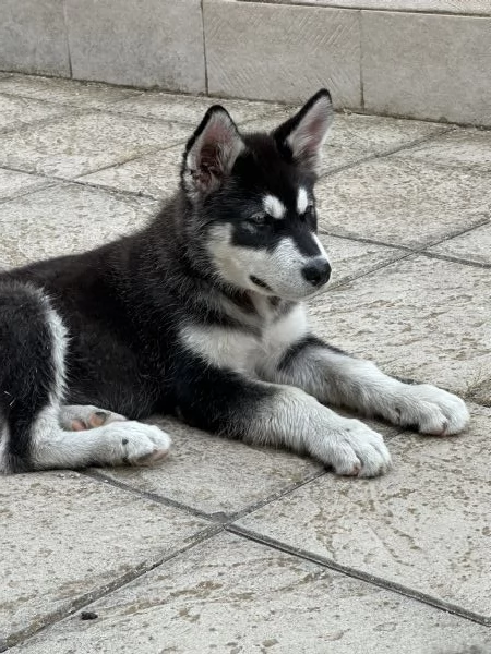 Cuccioli di Alaskan Malamute | Foto 0