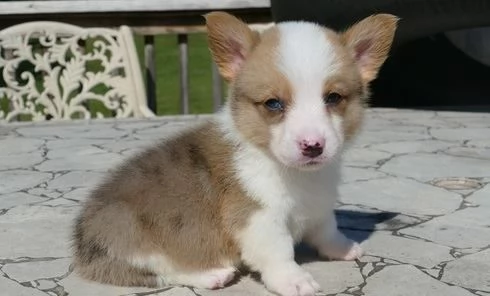 REGALO  WELSH CORGI  | Foto 0
