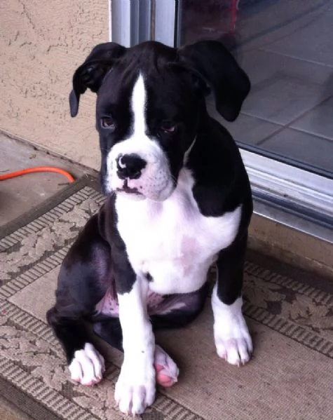  REGALO BOXER | Foto 0