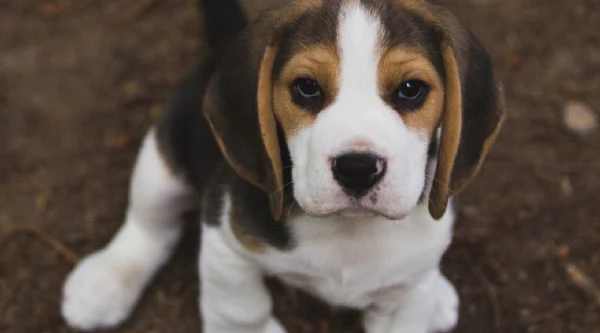REGALO BEAGLE 