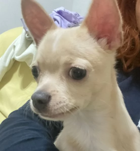 Chihuahua  | Foto 3