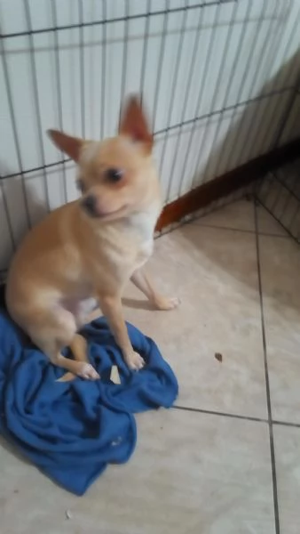Chihuahua  | Foto 2
