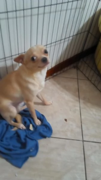 Chihuahua  | Foto 1
