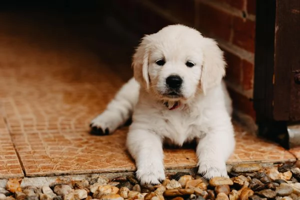 Meravigliosi cuccioli di Golden retriever