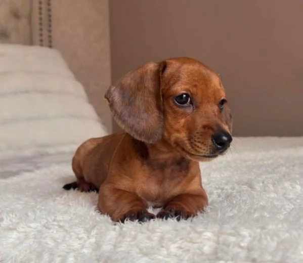 Regalo di cuccioli di bassotto maschio e femmina